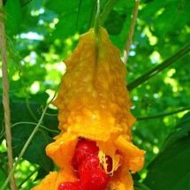 Melão-de-São-Caetano: história milenar de uso medicinal ainda pouco explorada no Brasil -  - H. Zell/Wikimédia Commons