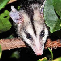 Saruê: animal é um surpreendente aliado do ecossistema urbano brasileiro - Reprodução Flickr silene andrade