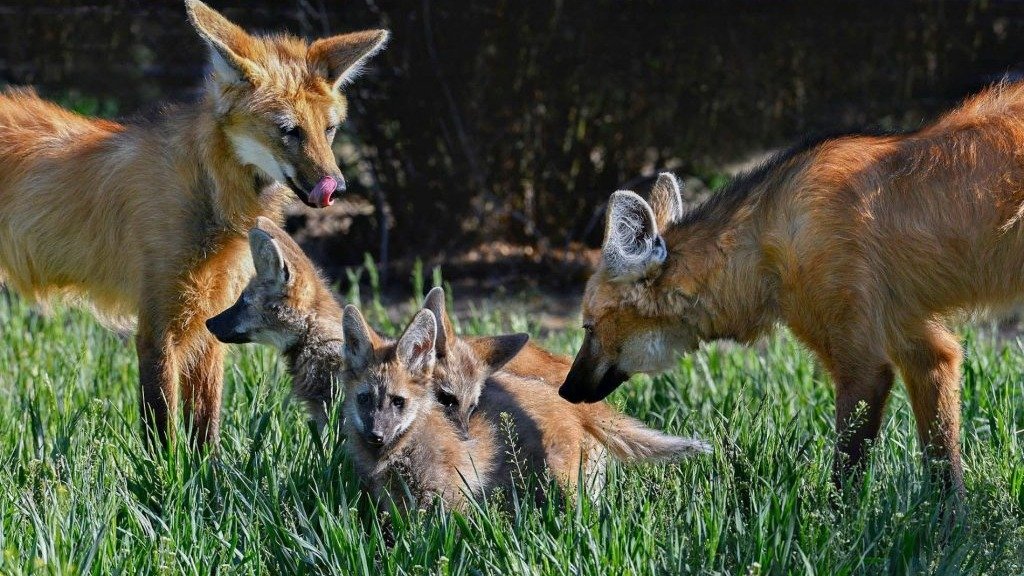 O Parque Nacional da Serra da Canastra &eacute; ref&uacute;gio de esp&eacute;cies amea&ccedil;adas-Adriano Gambarini/Tamandu&aacute; Ecoturismo 