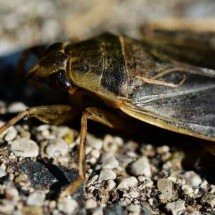 Barata gigante devora sapos, patos e cobras - - Ryan Hodnett/Wikimedia Commons