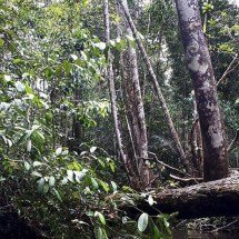 ‘Buracos misteriosos’ chamam atenção na Amazônia - Wikimedia Commons/Highwaygreen
