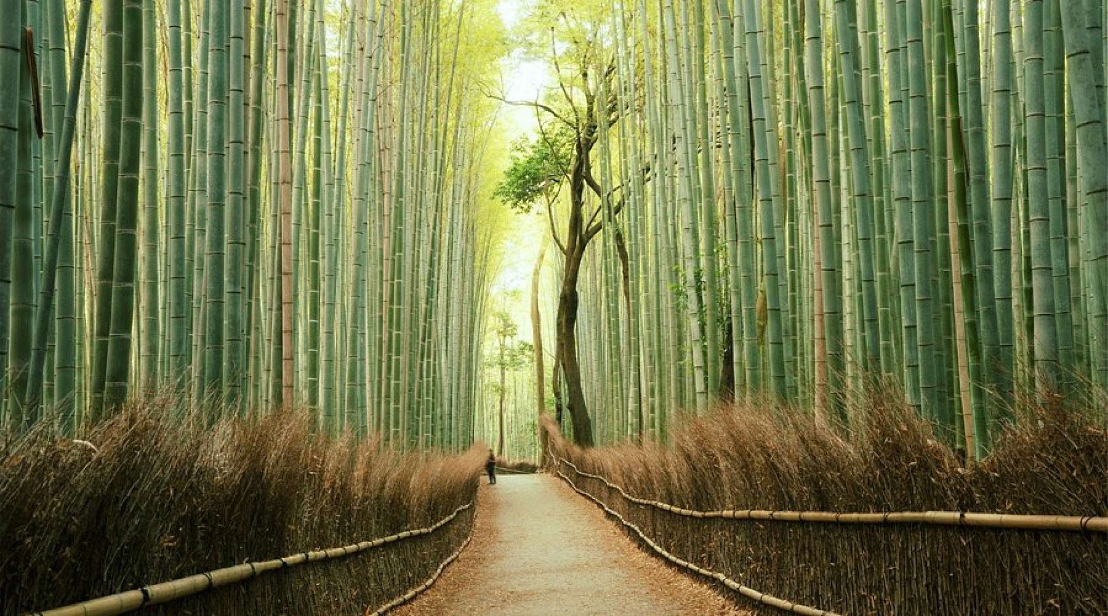 Floresta de Bambu de Arashiyama, Japão: uma imersão no verde