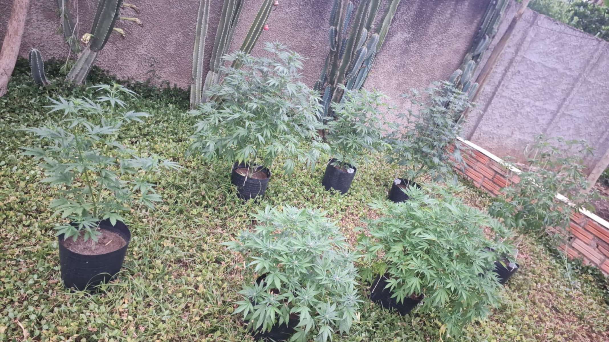 Polícia encontra plantação de maconha em estufa no interior de Minas - Divulga&ccedil;&atilde;o/PMMG