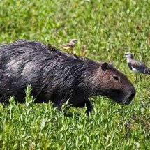 Convivência pacífica: capivaras desafiam lógica e escapam da mira dos jacarés - Phillip Cappe/Wikimédia Commons