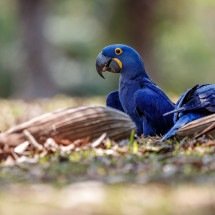 Arara azul do Brasil, extinta na natureza há 25 anos, volta a nascer em cativeiro - Freepik - vladimircech