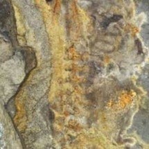 Cientistas encontram fóssil de anfíbio gigante na Argentina - Reprodução