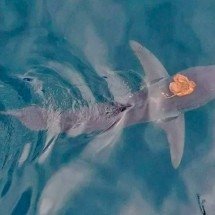 Polvo viraliza ao ‘pegar carona’ em tubarão - Divulgação/Universidade de Auckland
