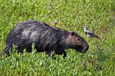 Conhecidas por sua personalidade tranquila e capacidade de conviver pacificamente com diversas espécies, as capivaras têm uma característica peculiar. Afinal, elas convivem no mesmo habitat de jacarés, mas não são presas fáceis desses répteis.  -  (crédito: Phillip Cappe/Wikimédia Commons)