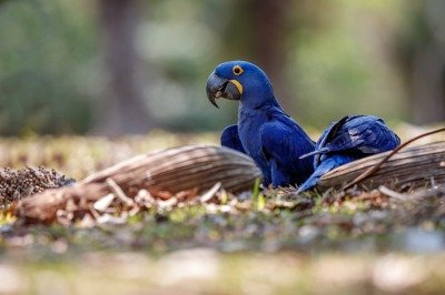 Após 25 anos extinta na natureza, uma arara-azul-de-Spix nasceu no zoológico Pairi Daiza, na Bélgica. O filhote, de apenas 13 gramas, representa uma vitória da ciência e da cooperação internacional pela biodiversidade brasileira. -  (crédito: Freepik - vladimircech)