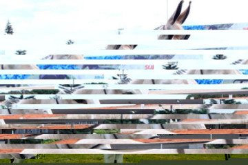 O Brasil está passando por uma redução assustadora do número de jumentos. Em 1996, eram 1,37 milhão de animais. Hoje, são 78 mil. -  (crédito: Felipe Balbino  wikimedia commons)