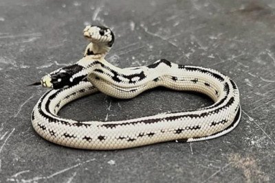 O nascimento de uma cobra com duas cabeças causou surpresa no East Bay Vivarium, em Berkeley, na Califórnia, EUA. O fato ocorreu  em outubro de 2024.  -  (crédito: Divulgação East Bay Vivarium)