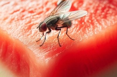 O que fazer quando uma mosca pousa na comida? Descarta-se o alimento ou não? Veja informações sobre esse animal tão presente no nosso dia a dia! -  (crédito: Imagem gerada por inteligência artificial)