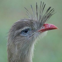 Animais com cristas: surpreenda-se com diferentes tipos e funções - Daniel S. Katz wikimedia commons