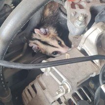 Animal foi resgatado sem ferimentos -  (crédito: CBMMG)