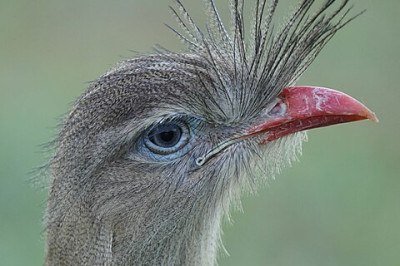 Alguns animais possuem cristas, estruturas que desempenham diversas funções. Em aves, servem para atração de parceiros e regulação térmica. Em répteis, podem ser usadas para defesa e comunicação -  (crédito: Daniel S. Katz wikimedia commons)
