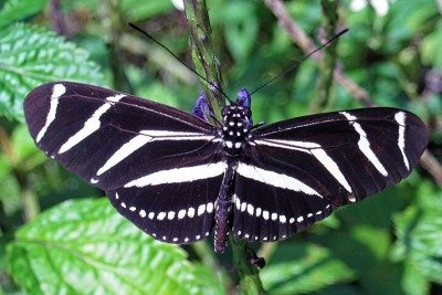 Estudo publicado pela revista “Science” indica que as borboletas estão desaparecendo dos Estados Unidos. De acordo com o trabalho, o número desses insetos vem caindo em média 1,3% anualmente desde o início do século 21 no território americano. 
 -  (crédito: James St. John/Wikimedia Commons)