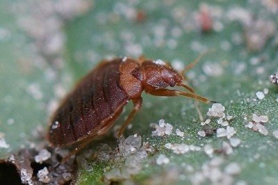 O percevejo marrom asiático já é considerado uma das pragas mais preocupantes no Brasil, pois ataca mais de 170 espécies de plantas cultivadas e ornamentais. Sem predadores naturais locais, sua população cresce rapidamente e causa impacto direto na agricultura. A chegada do outono intensifica o problema, já que os insetos buscam abrigo em casas e construções. -  (crédito: wikimedia commons AfroBrazilian)
