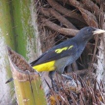 Ave que imita mais de 20 espécies recebe homenagem de maestro - flickr - Félix Uribe