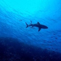 Estudante desaparece após pular no mar para provar coragem em desafio - Imagem de Des Kerrigan por Pixabay 