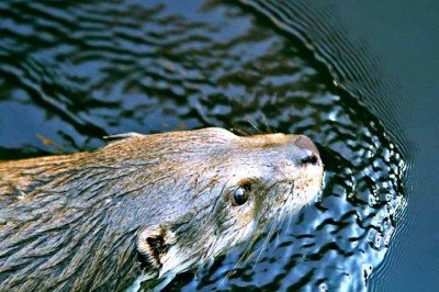 A ariranha (Pteronura brasiliensis) estava ausente há mais de quarenta anos nos alagados do Parque Nacional Iberá, na Argentina. Com isso, o tradicional local realiza um processo de reintrodução, um marco para a conservação da espécie que estava extinta no país desde 1986. -  (crédito:  Imagem de Stefan Weiss por Pixabay)
