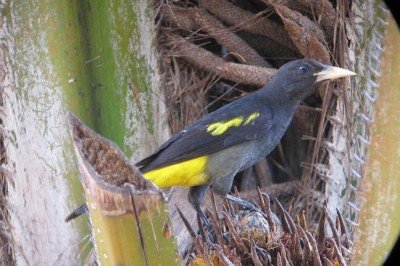 Nativo da Amazônia, o xexéu (Cacicus cela) chama atenção por suas múltiplas habilidades. Além de imitar sons de aves e mamíferos, é um verdadeiro artesão na construção de ninhos elaborados. -  (crédito: flickr - Félix Uribe)