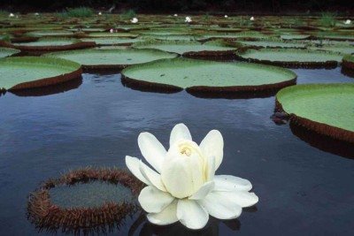 O Palácio de Cristal foi construído em apenas seis meses. Ele tinha mais de meio quilômetro de comprimento e quase 300 mil painéis de vidro, cada um deles soprado à mão -  (crédito: Getty Images)