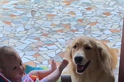 Ariane Oliveira, de Sorocaba, é mãe da pequena Olívia, de seis meses, e tutora da golden retriever Leona. A convivência entre bebê e pet mostra uma relação marcada por carinho, atenção e companheirismo. Leona acompanha cada momento da rotina, como trocas de fralda, mamadas e sonecas, agindo como uma irmã mais velha. -  (crédito: TikTok/@arianeoliveira_mua)