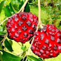 Já ouviu a expressão ‘Ficar na pindaíba’?  Origem é uma fruta que poucos conhecem -  Divulgação