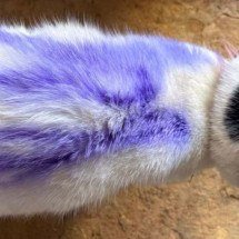 Gata é pichada em rua de cidade de Minas; veja vídeo - Reprodução/Redes sociais