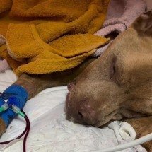 Denúncia de maus-tratos leva ao resgate de pitbull e outros dois cães em MG - Redes sociais/ONG Recanto dos animais