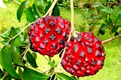 O Brasil tem uma fruta pouco conhecida, mas cujo nome é muito popular porque é usado para dizer coloquialmente que alguém está na pobreza. Ou seja, 'na pindaíba'.  -  (crédito:  Divulgação)