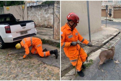 Militares do Corpo de Bombeiros realizaram a contenção e a captura de forma segura -  (crédito: CBMMG)