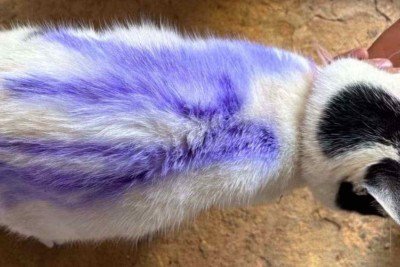 Gata é pichada na rua de cidade de Minas -  (crédito: Reprodução/Redes sociais)