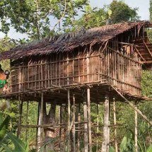 Como faz pra subir? Tribo constrói casas no topo das árvores a 35 metros de altura -  Carsten ten Brink/Creative Commons