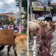 Noiva chega em carro de boi no próprio casamento em MG - Reprodução / redes sociais