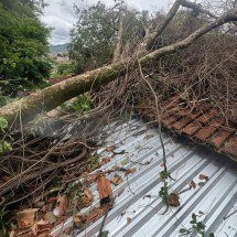 Árvore de grande porte cai sobre casa em bairro de BH - CBMMG