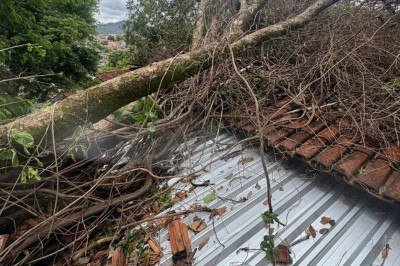 Árvore cai sobre casa em bairro em BH. Apesar do tamanho e peso, a residência não sofreu danos estruturais -  (crédito: CBMMG)