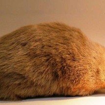 Toupeira-dourada volta a surgir na África do Sul após nove décadas - Chiswick Chap/Wikimedia Commons