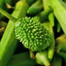 Maxixe favorece a imunidade e regula a glicose - Flickr Dyana Mara