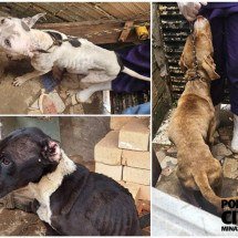 Homens são presos em flagrante por maus-tratos a animais - PCMG/Divulga&ccedil;&atilde;o