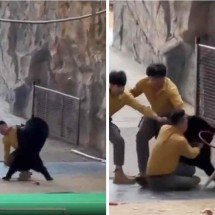 Urso ataca sobre tratador, e parque encerra shows com animais - Reprodução