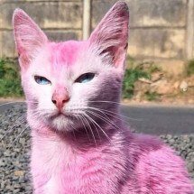 Minas registra 18 casos de maus-tratos a animais ao dia - Redes sociais/Reprodução