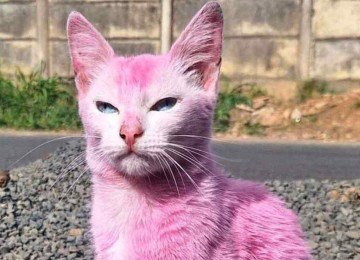 Na mais nova onda de ações consideradas maus-tratos, animais domésticos vêm sendo pintados: tintas podem ser tóxicas, alertam especialistas -  (crédito: Redes sociais/Reprodução)