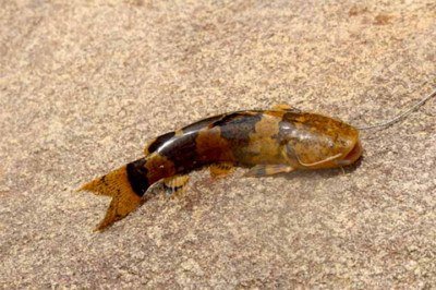 O comportamento incomum de uma espécie rara de peixe chamou a atenção de pesquisadores da Universidade Federal de Mato Grosso do Sul. -  (crédito:  Reprodução de Facebook)