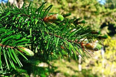 As árvores coníferas são perenes, com folhas em formato de agulha e cones que protegem as sementes. Formam belo cenário na natureza de lugares frios. -  (crédito: Creative Commons)