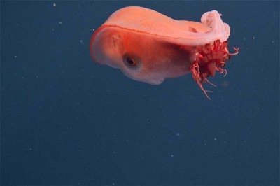 O fascinante mundo das profundezas oceânicas revelou mais uma de suas maravilhas com um avistamento extraordinário: o polvo-de-sete-braços (ou polvo-bolha). -  (crédito:  Divulgação)