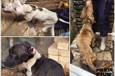 Os três cães apresentavam desnutrição: o quadro em um deles era severo -  (crédito: PCMG/Divulgação)