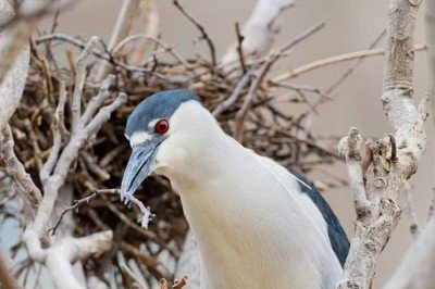 No alto das árvores do Zoológico Lincoln Park, em Chicago, nos Estados Unidos, uma cena curiosa surpreende os visitantes mais atentos. Ali, acima do recinto dos lobos-vermelhos, centenas de garças-noturnas de coroa preta encontraram um local ideal para se reproduzir. -  (crédito:  Reprodução/redes sociais)