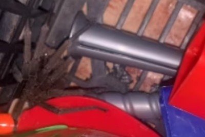 Recentemente, um menino de 3 anos foi picado por uma aranha armadeira na cidade de Nova Lima  na região metropolitana de Belo Horizonte. O animal, que é venenoso, estava numa caixa de brinquedos (foto). O menino foi levado ao médico com vermelhidão e dor intensa. -  (crédito: Reprodução redes sociais )