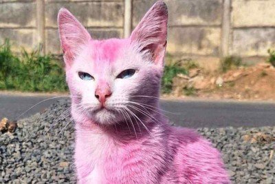 Na mais nova onda de ações consideradas maus-tratos, animais domésticos vêm sendo pintados: tintas podem ser tóxicas, alertam especialistas -  (crédito: Redes sociais/Reprodução)